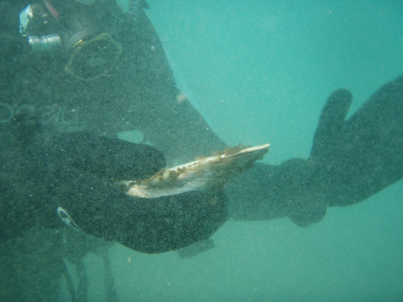 sm_p1270142.jpg