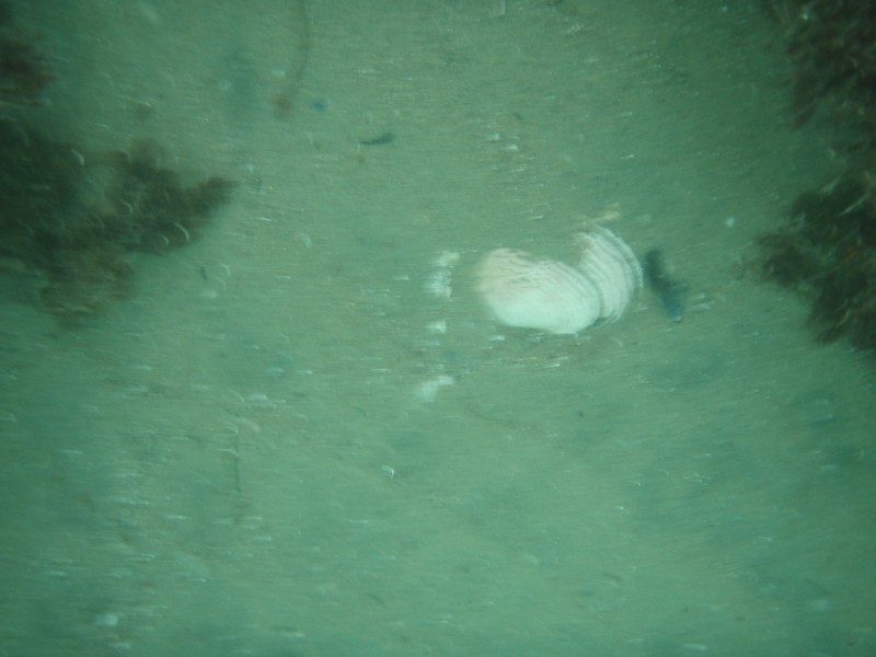 sm_p1270174.jpg