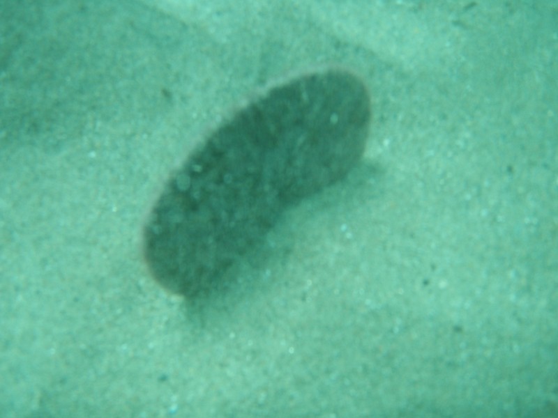 sm_p2040176.jpg