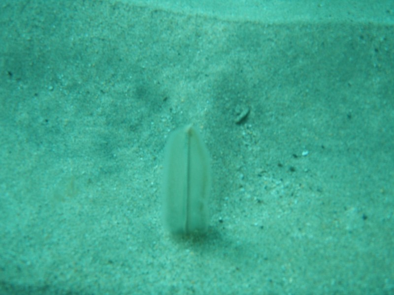 sm_p2040207.jpg