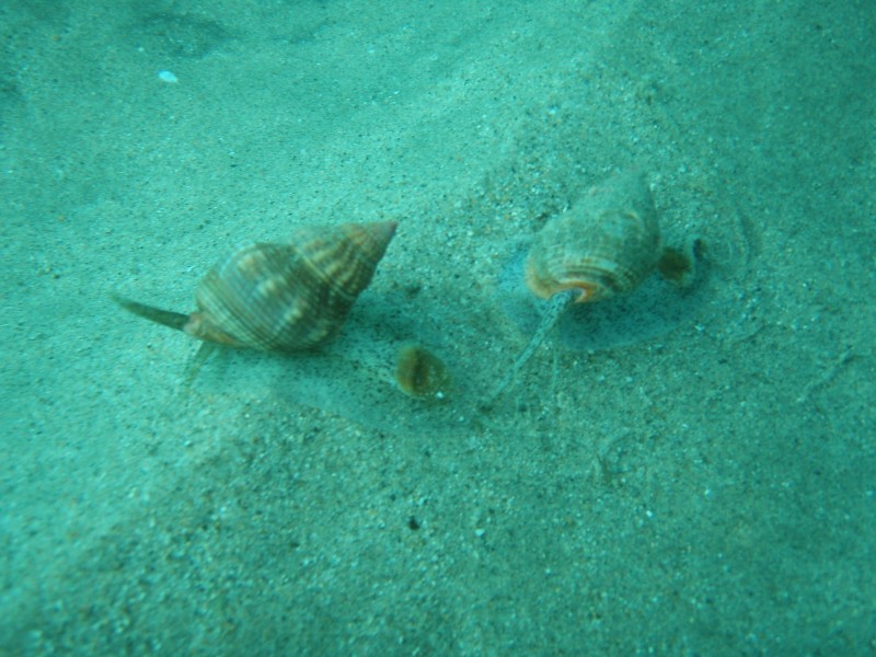 sm_p2040222.jpg