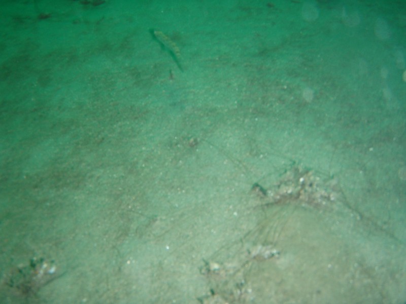 sm_p2040240.jpg