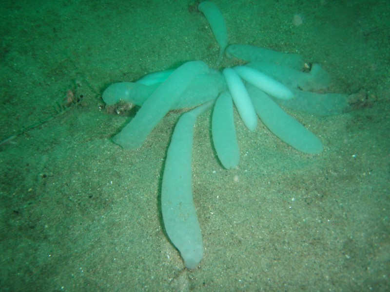 sm_p2040241.jpg