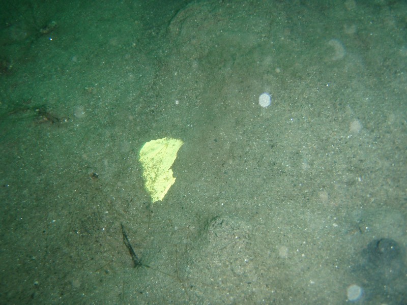 sm_p2040244.jpg