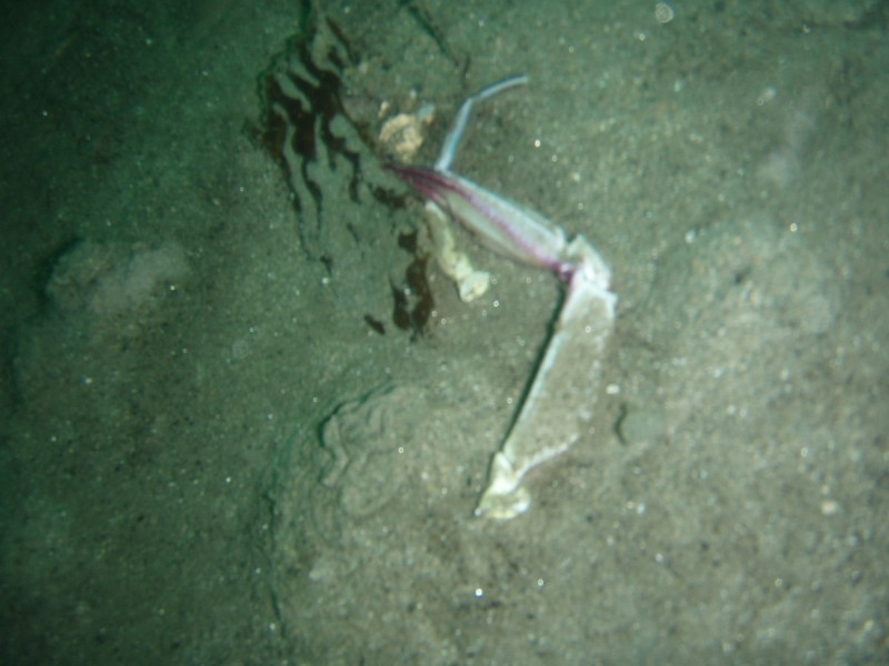 sm_p2040245.jpg