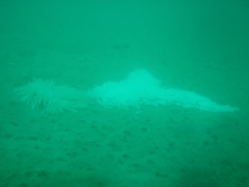 sm_p2040247.jpg