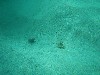sm_p2040181.jpg