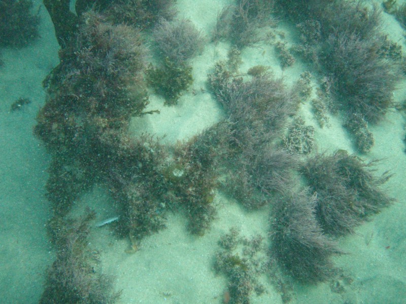 sm_p2100009.jpg