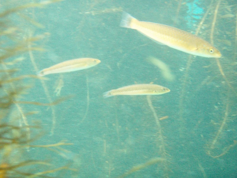 sm_p2100038.jpg