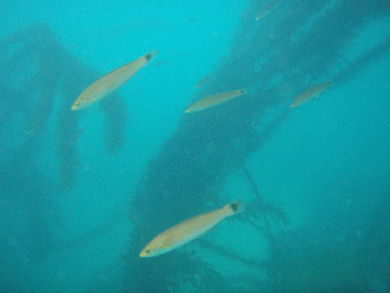 sm_p2100041.jpg