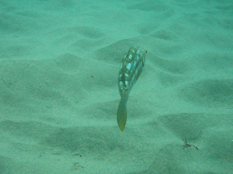 sm_p2100055.jpg