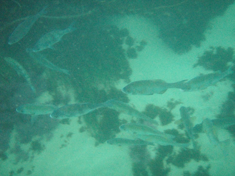 sm_p2100062.jpg