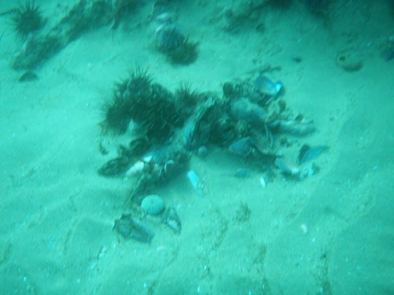 sm_p2240066.jpg
