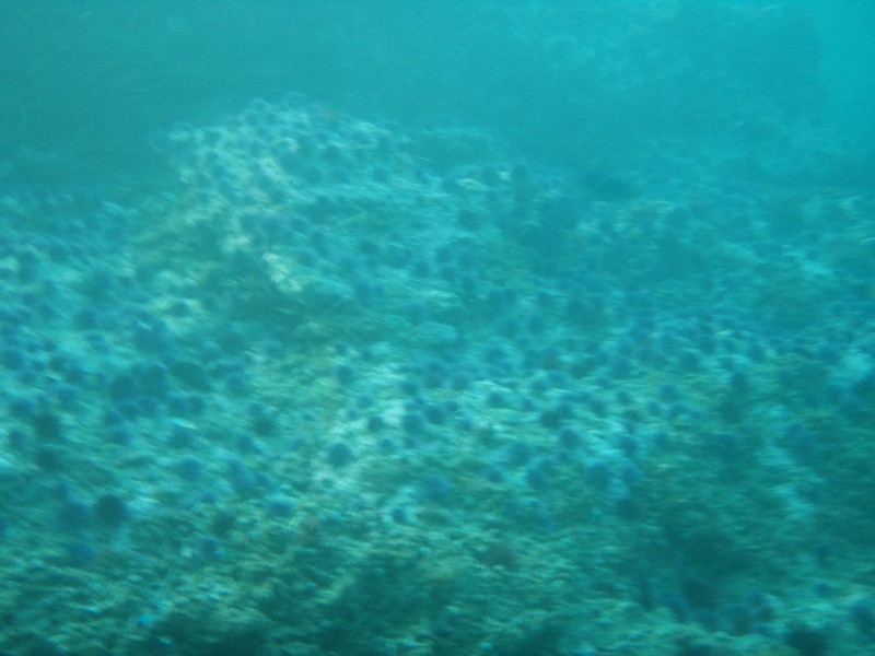 sm_p2240071.jpg
