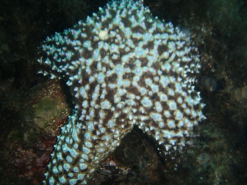 sm_p3100028.jpg