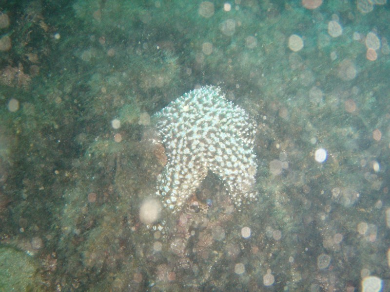 sm_p3100029.jpg