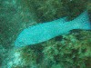 sm_p3100032.jpg
