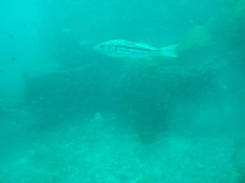 sm_p3110049.jpg