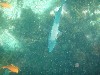 sm_p3110092.jpg