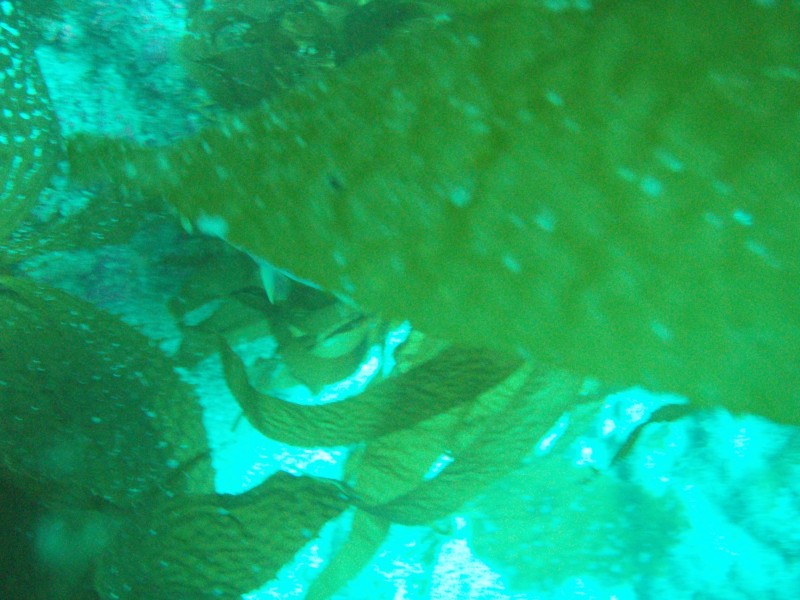 sm_p3310599.jpg