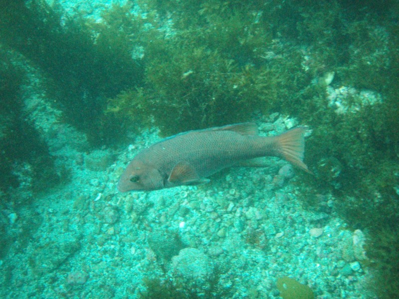 sm_p3310615.jpg