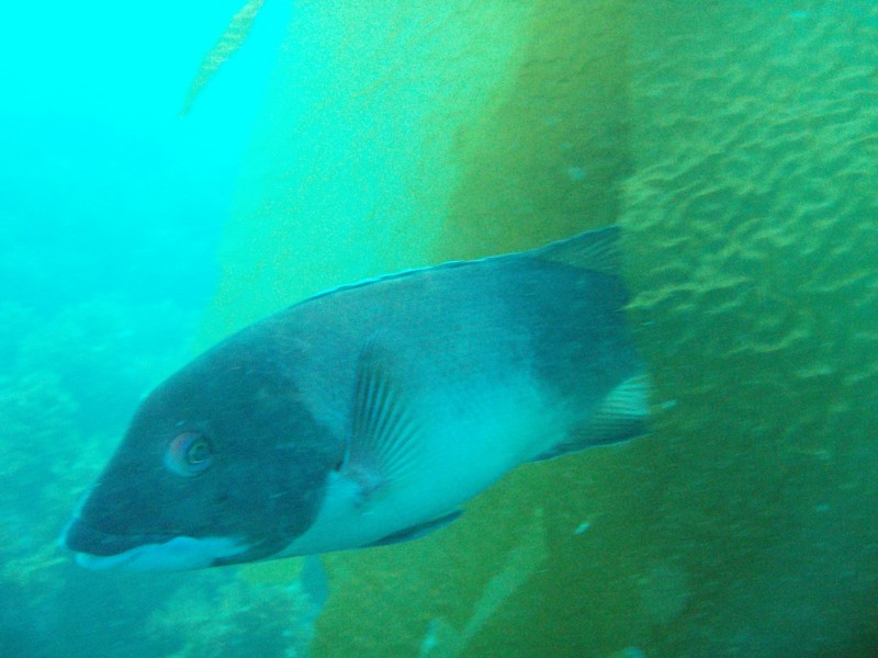 sm_p3310629.jpg