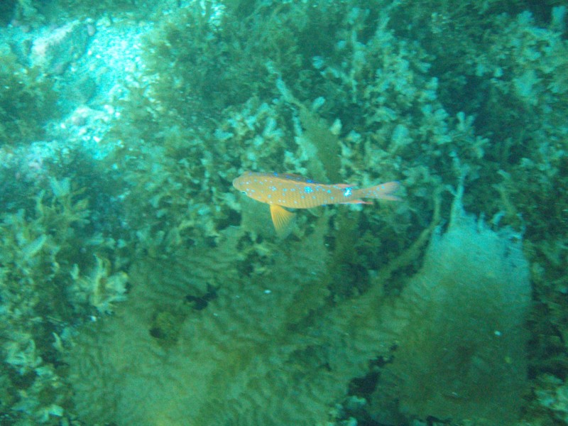 sm_p3310670.jpg