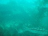sm_p3310561.jpg