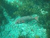 sm_p3310615.jpg