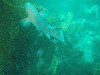 sm_p3310627.jpg