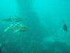 sm_p3310628.jpg