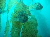 sm_p3310630.jpg