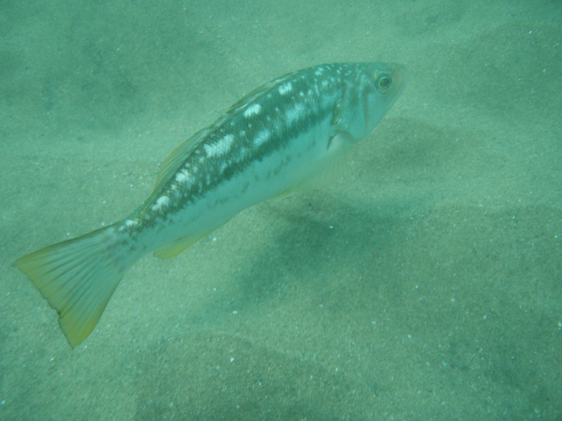 sm_p6222032.jpg