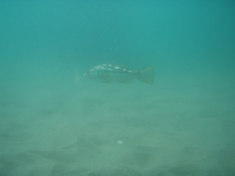 sm_p6222033.jpg