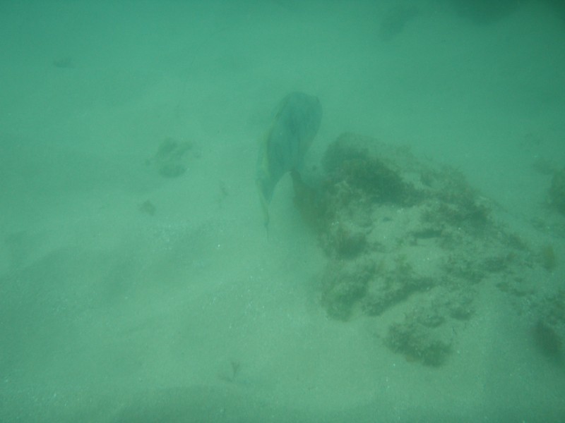 sm_p6222035.jpg