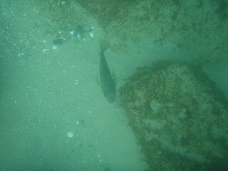 sm_p6222043.jpg