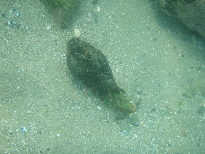 sm_p6222100.jpg