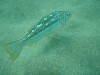 sm_p6222032.jpg