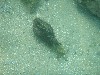 sm_p6222100.jpg