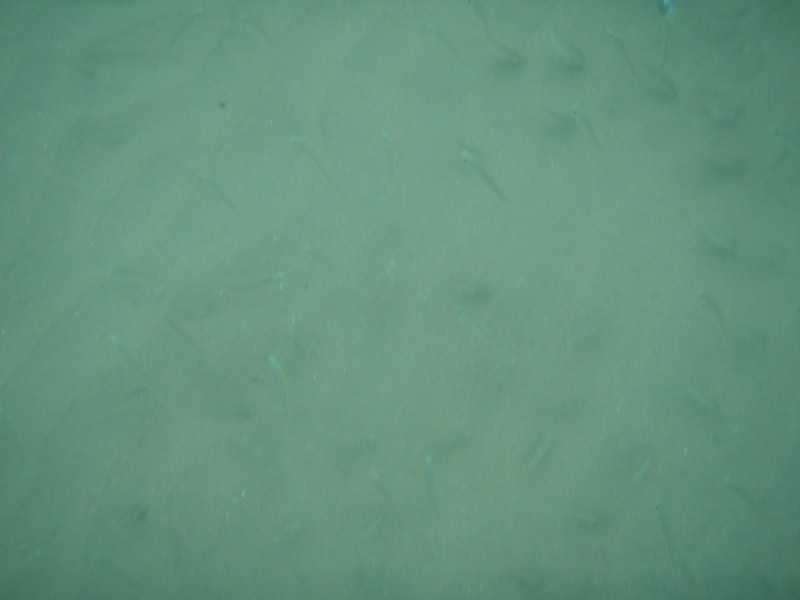 sm_p7152125.jpg