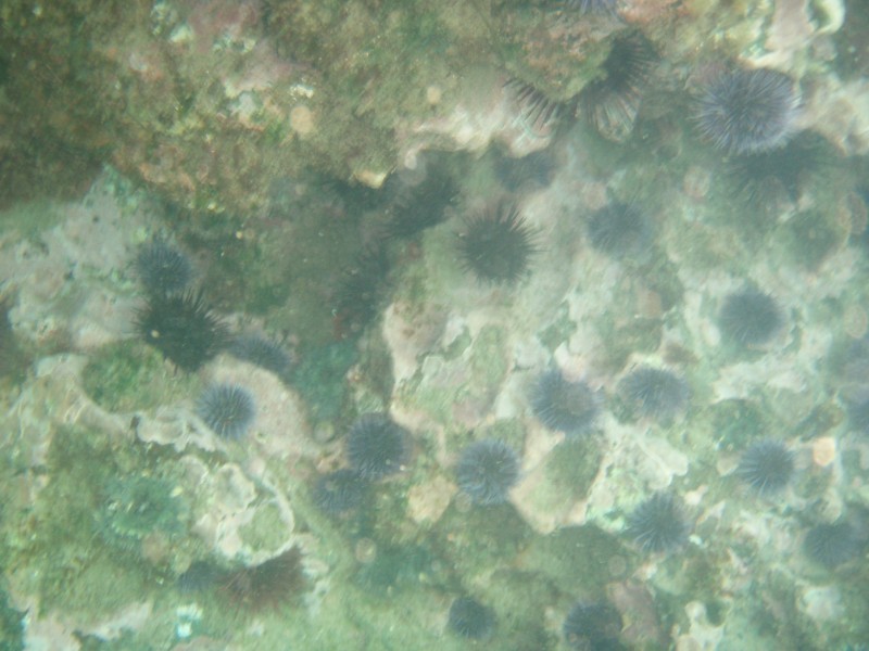 sm_p7152133.jpg