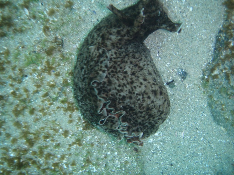 sm_p7152137.jpg