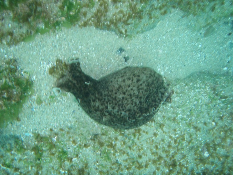 sm_p7152138.jpg