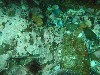 sm_p7152150.jpg