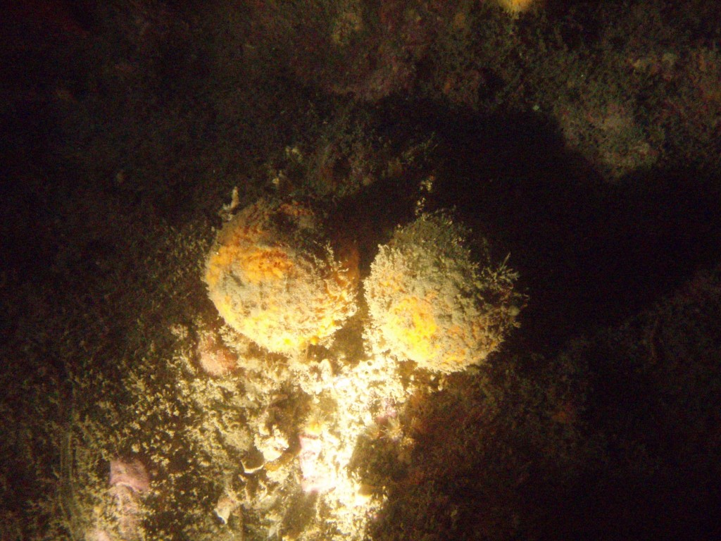 sm_p3092874.jpg