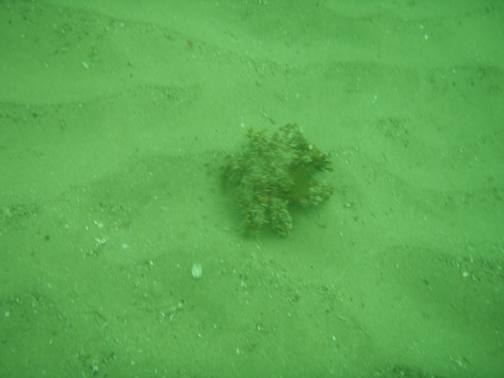 sm_p4082973.jpg