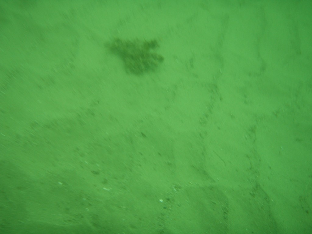 sm_p4082974.jpg