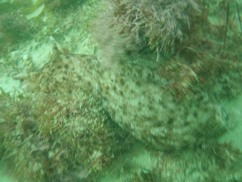 sm_p4082975.jpg