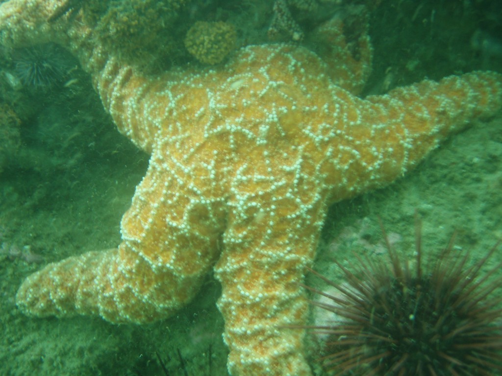 sm_p4082985.jpg