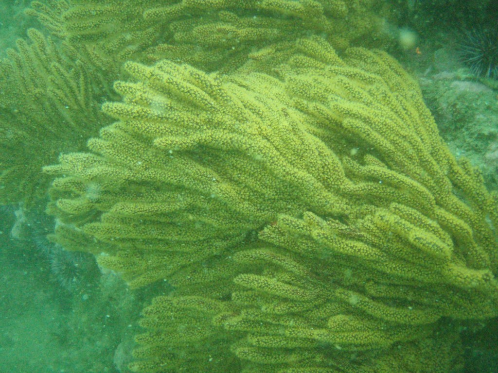 sm_p4082987.jpg